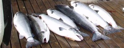 Klikk p� bilete for full storleik