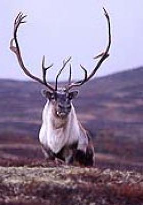 Klikk p� bilete for full storleik