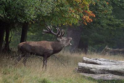 Klikk p� bilete for full storleik