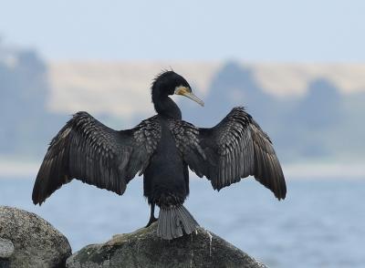 Klikk p� bilete for full storleik