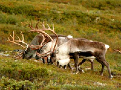 Klikk p� bilete for full storleik